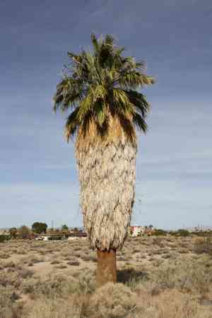 Washingtonia (Washingtonia)(Washingtonia)