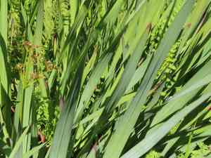 Watsonia angusta(Watsonia angusta)
