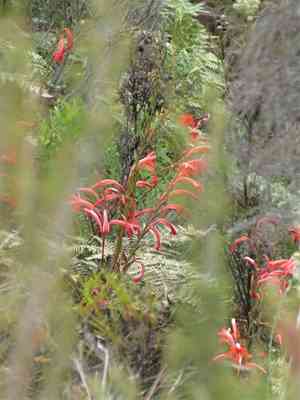 Watsonia angusta(Watsonia angusta)