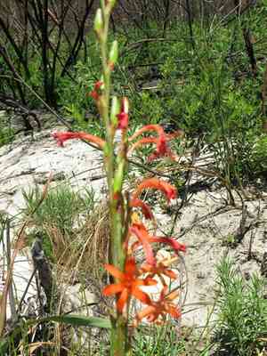 Watsonia angusta(Watsonia angusta)