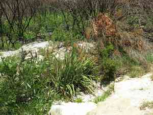 Watsonia angusta(Watsonia angusta)