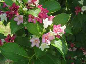 Korean weigela(Weigela coraeensis)