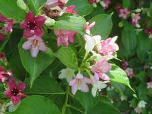 Korean weigela(Weigela coraeensis)