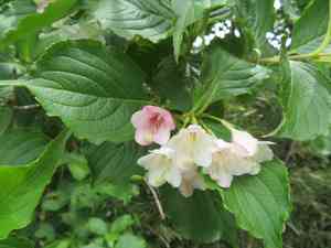 Korean weigela(Weigela coraeensis)