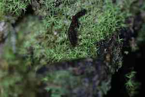 Controverial weissia moss(Weissia controversa)
