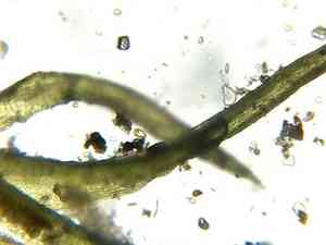 Controverial weissia moss(Weissia controversa)