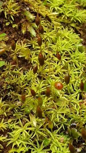 Controverial weissia moss(Weissia controversa)