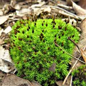 Controverial weissia moss(Weissia controversa)