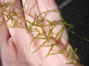 Weymouthia mollis(Weymouthia mollis)