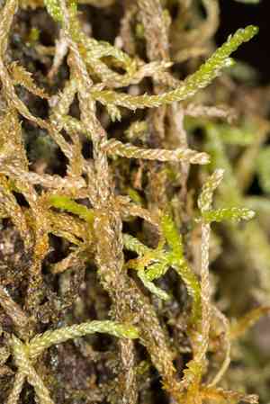 Weymouthia mollis(Weymouthia mollis)