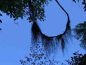 Weymouthia mollis(Weymouthia mollis)