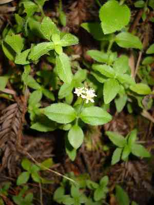 Modesty(Whipplea modesta)