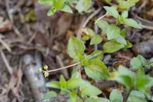 Modesty(Whipplea modesta)