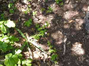 Modesty(Whipplea modesta)