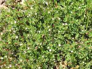 Modesty(Whipplea modesta)