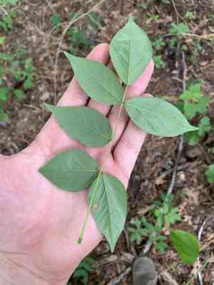 American wisteria(Wisteria frutescens)