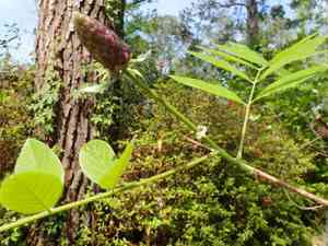 American wisteria(Wisteria frutescens)