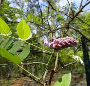 American wisteria(Wisteria frutescens)