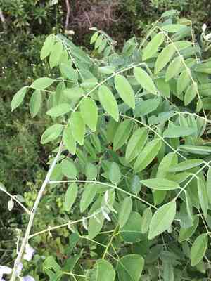 American wisteria(Wisteria frutescens)