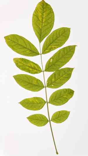 Chinese wisteria(Wisteria sinensis)