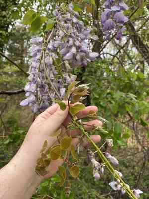 Chinese wisteria(Wisteria sinensis)
