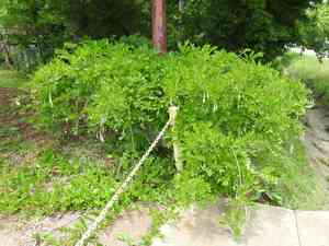 Chinese wisteria(Wisteria sinensis)
