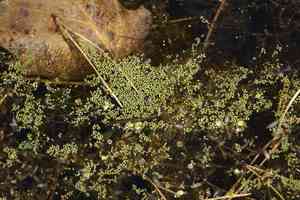 Spotless watermeal(Wolffia arrhiza)
