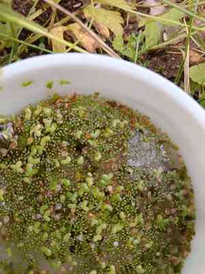 Spotless watermeal(Wolffia arrhiza)