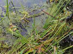 Spotless watermeal(Wolffia arrhiza)