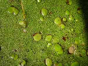 Spotless watermeal(Wolffia arrhiza)