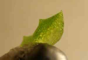 Brazilian watermeal(Wolffia brasiliensis)