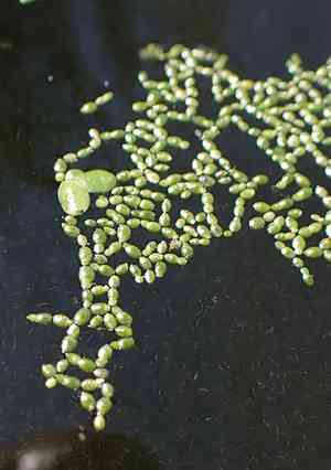 Brazilian watermeal(Wolffia brasiliensis)