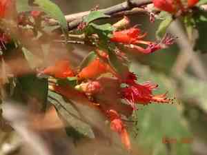 Shiranji-tea(Woodfordia fruticosa)