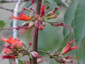 Shiranji-tea(Woodfordia fruticosa)