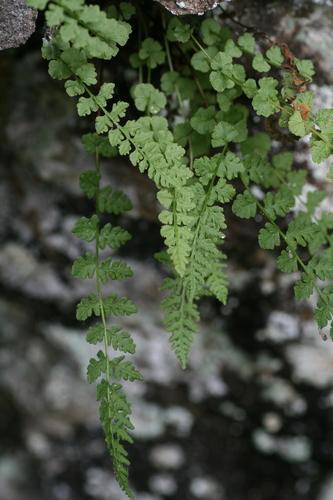 Smooth Woodsia Woodsia Glabella Care Guide Pests Diseases Watering smooth-woodsia-woodsia-glabella-care-guide-pests-diseases-watering