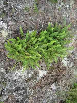 Rusty woodsia(Woodsia ilvensis)