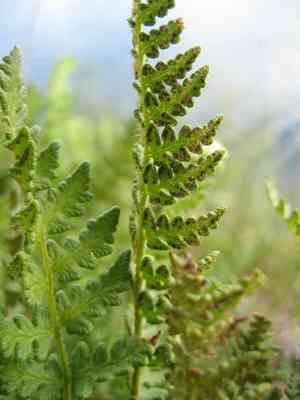 Rusty woodsia(Woodsia ilvensis)