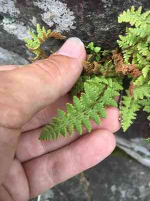 Rusty woodsia(Woodsia ilvensis)