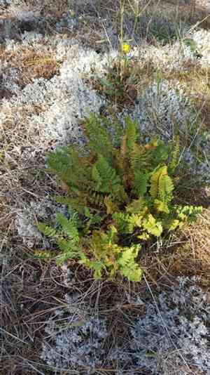 Rusty woodsia(Woodsia ilvensis)
