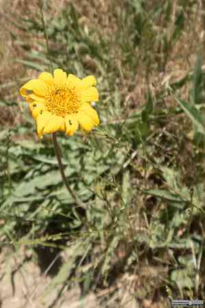 Narrowleaf Mule Ears(Wyethia angustifolia)