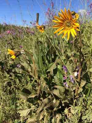 Narrowleaf Mule Ears(Wyethia angustifolia)