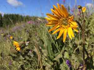 Narrowleaf Mule Ears(Wyethia angustifolia)