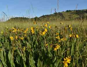 Narrowleaf Mule Ears(Wyethia angustifolia)