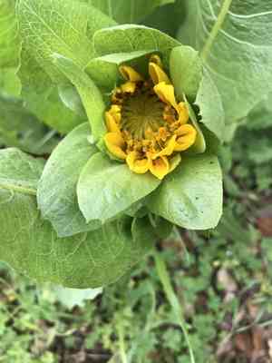 Coast range mule-ears(Wyethia glabra)