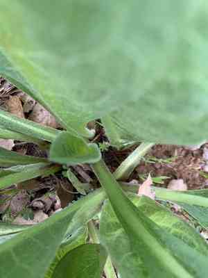 Coast range mule-ears(Wyethia glabra)
