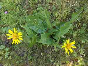 Coast range mule-ears(Wyethia glabra)