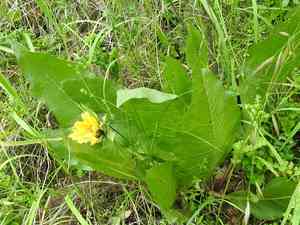 Coast range mule-ears(Wyethia glabra)