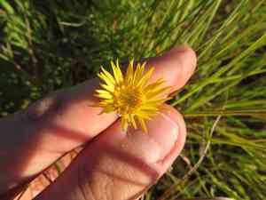Yellow spiny daisy(Xanthisma spinulosum)