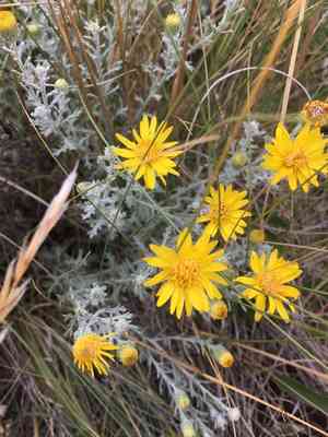 Yellow spiny daisy(Xanthisma spinulosum)