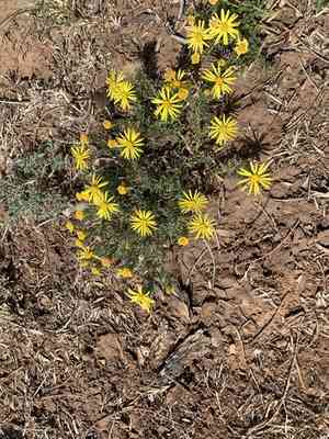 Yellow spiny daisy(Xanthisma spinulosum)